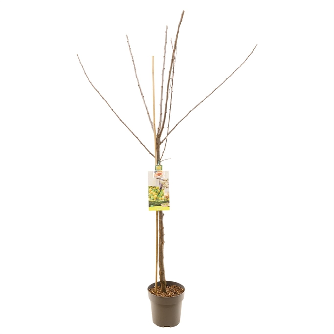 Prunus d. 'Ontario' - C7,5 175-225 CM Halfstem